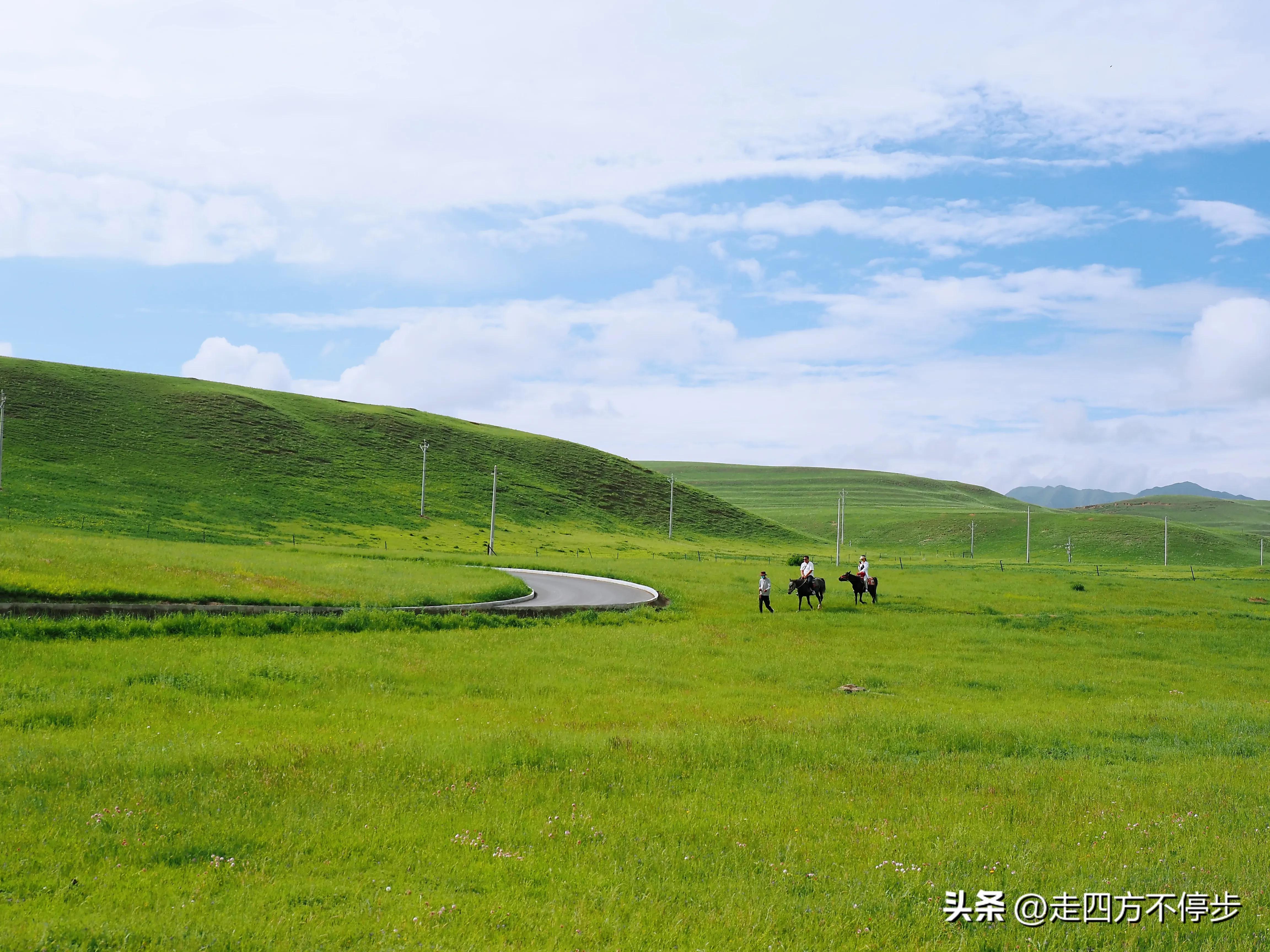 甘南自驾游桑科草原下一站,甘南桑科草原高清精美视频