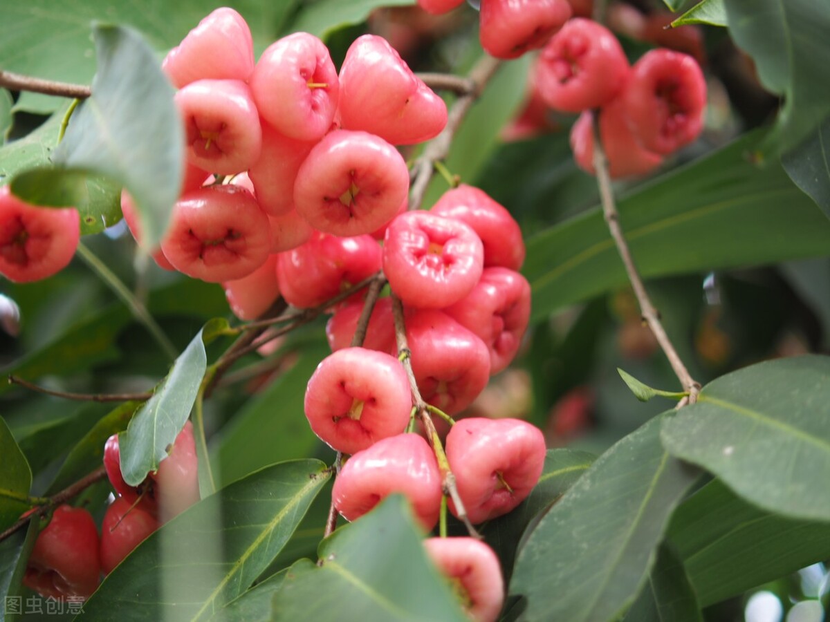盘点几大难吃水果,盘点全球最难吃的15大水果