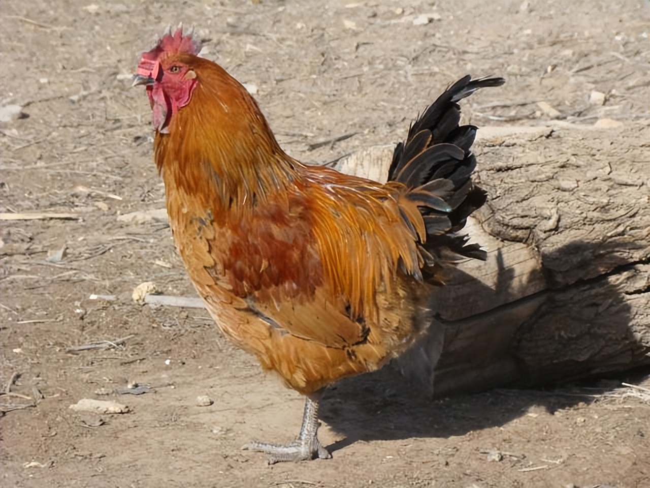 农村家庭养鸡哪个位置合适,农村家里养鸡有什么规定