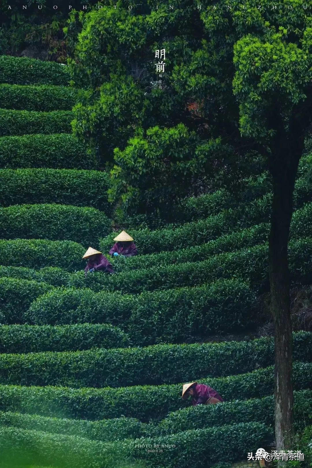 写春天的著名唐诗宋词加赏析,100首关于春天的唐诗宋词