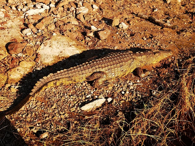 爱马仕鳄鱼皮包95082款多少钱,人类究竟有多残忍