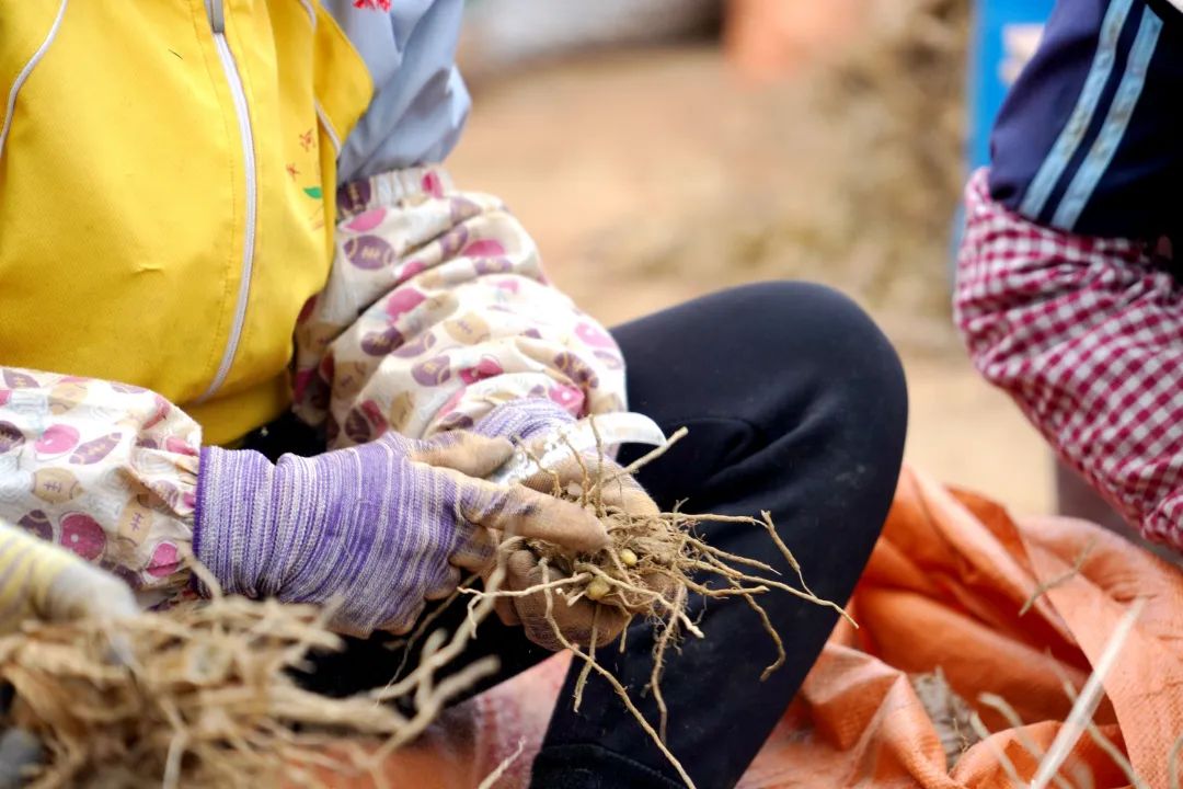 莪术种植一亩利润及生长周期,莪术种植基地