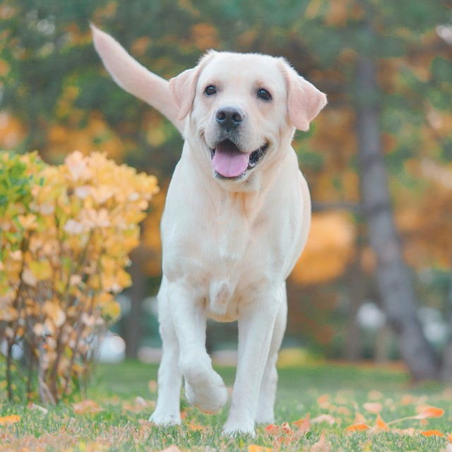 没毛狗狗的品种大全,灰色毛的狗狗品种