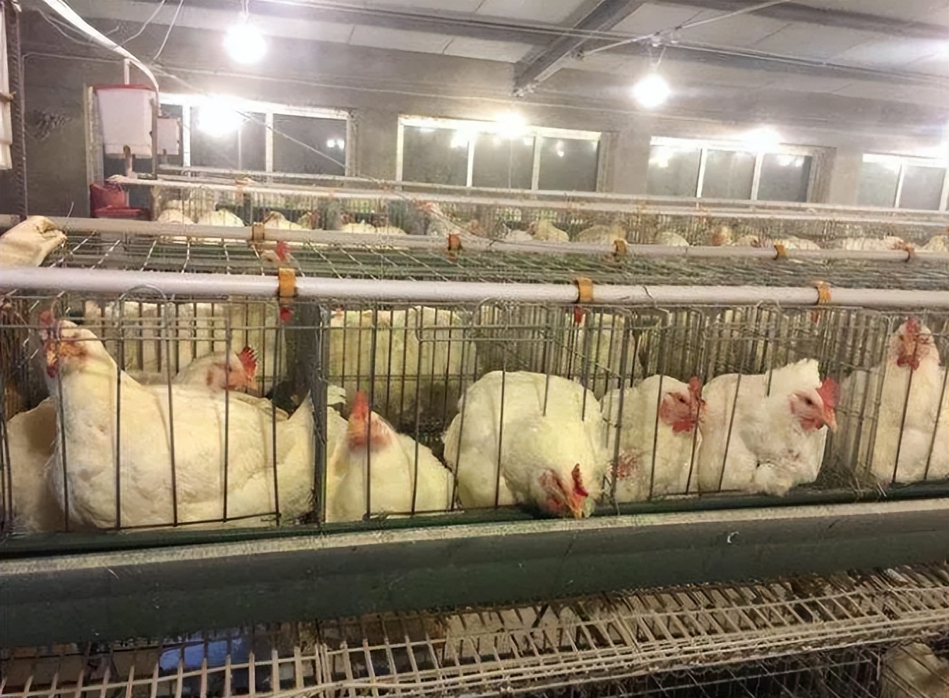 鸡得了腺肌胃炎有什么症状,鸡腺肌胃炎发生原因及防治措施