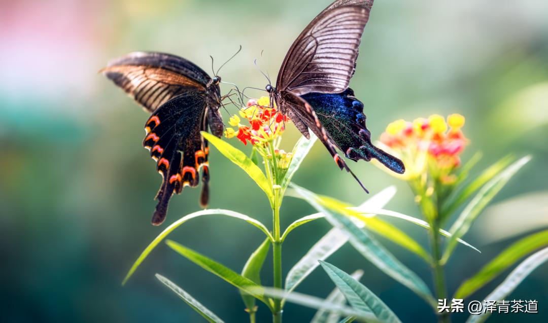 写春天的著名唐诗宋词加赏析,100首关于春天的唐诗宋词