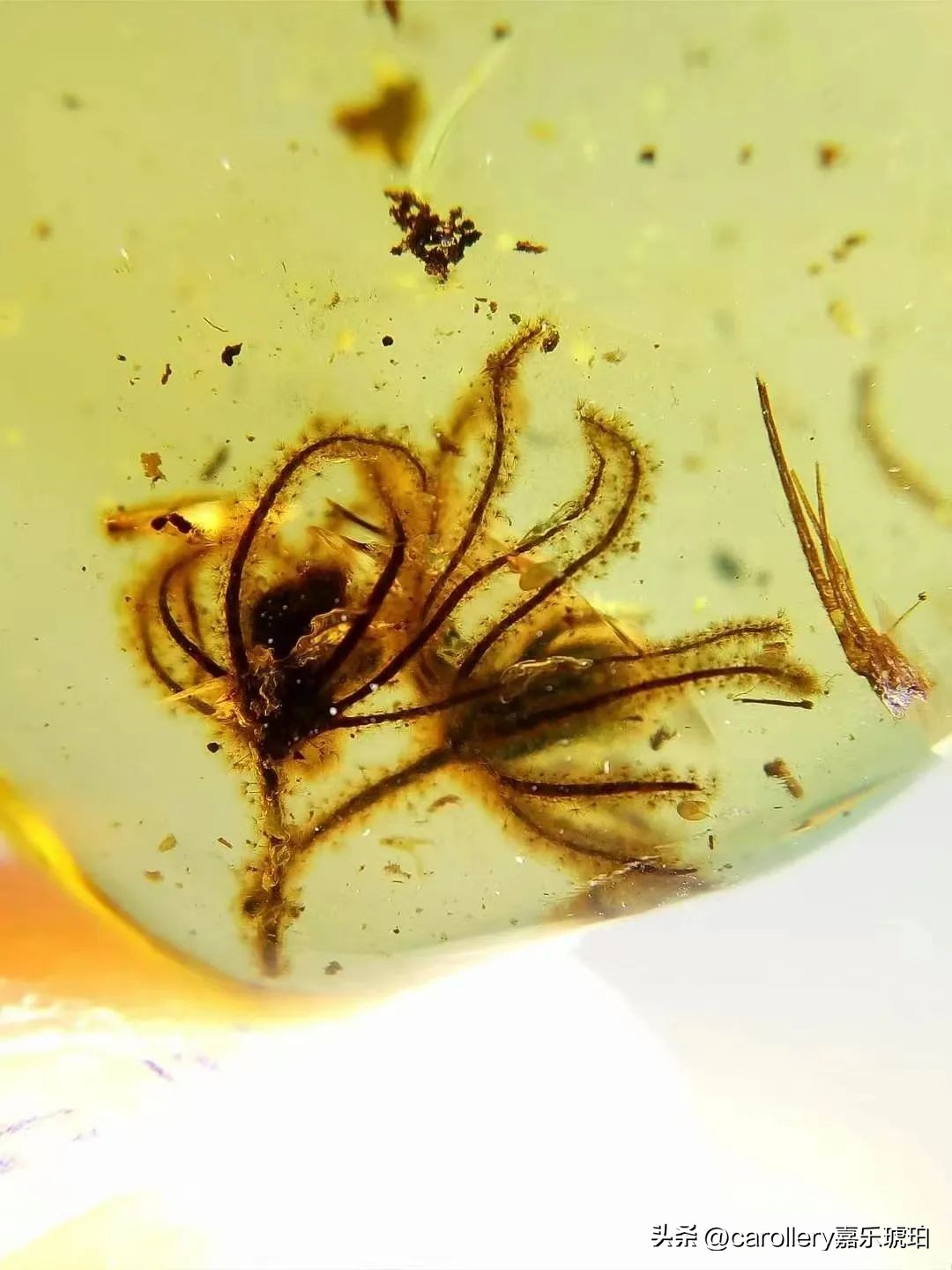 小琥珀嵌在煤精里,这块琥珀的科学价值是什么