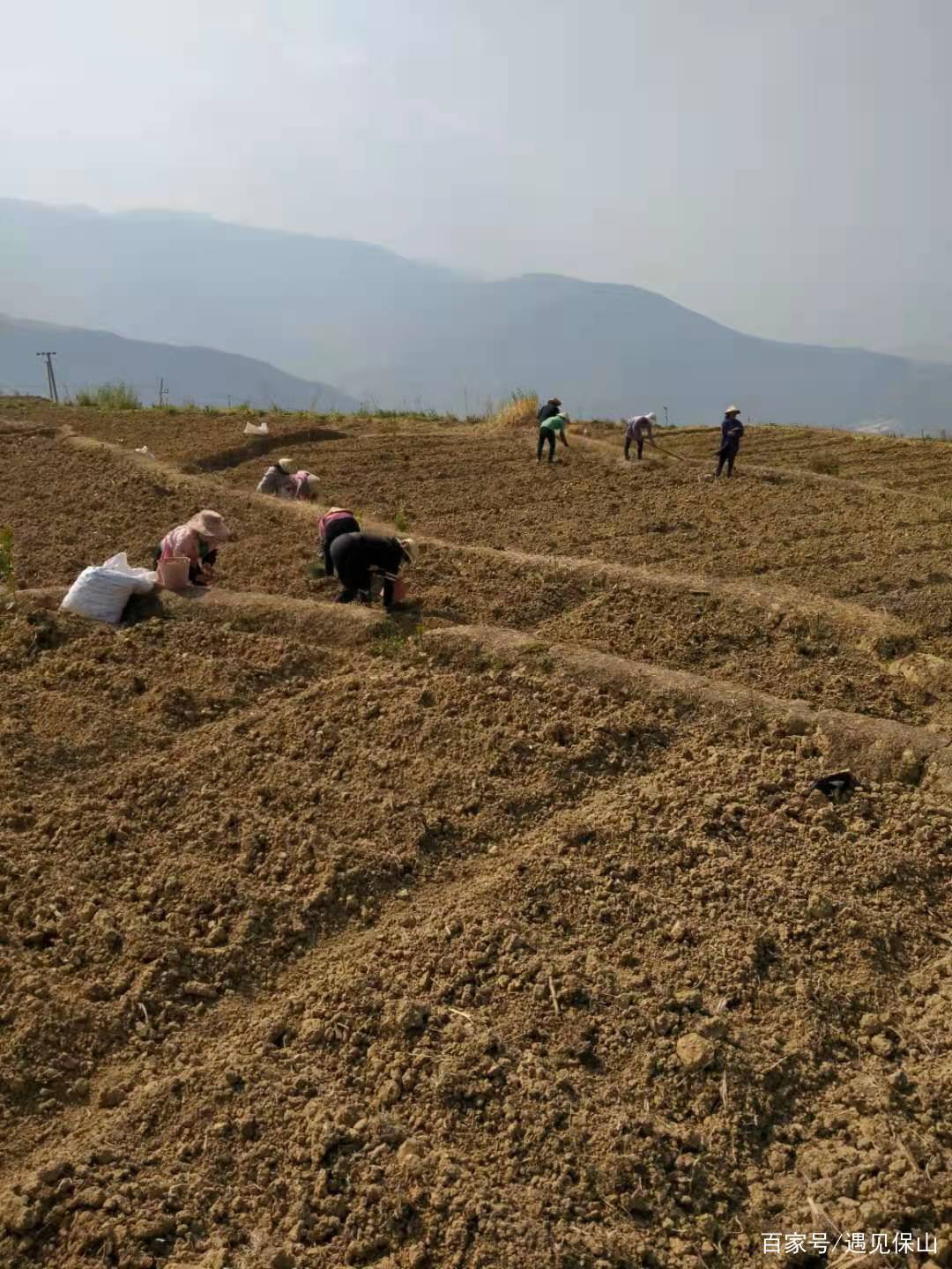 魔芋产业奏响乡村振兴进行曲,魔芋产业助推乡村振兴示意图