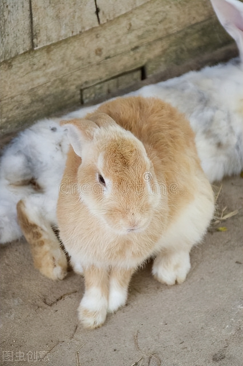 类似人粪便的特殊中药,与粪便有关的中药