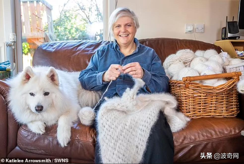 萨摩耶开始掉毛,萨摩耶铲屎官报道