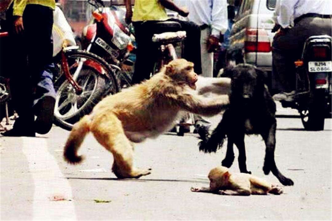 峨眉山猴子被人类击杀,峨眉山猴子被猴王打