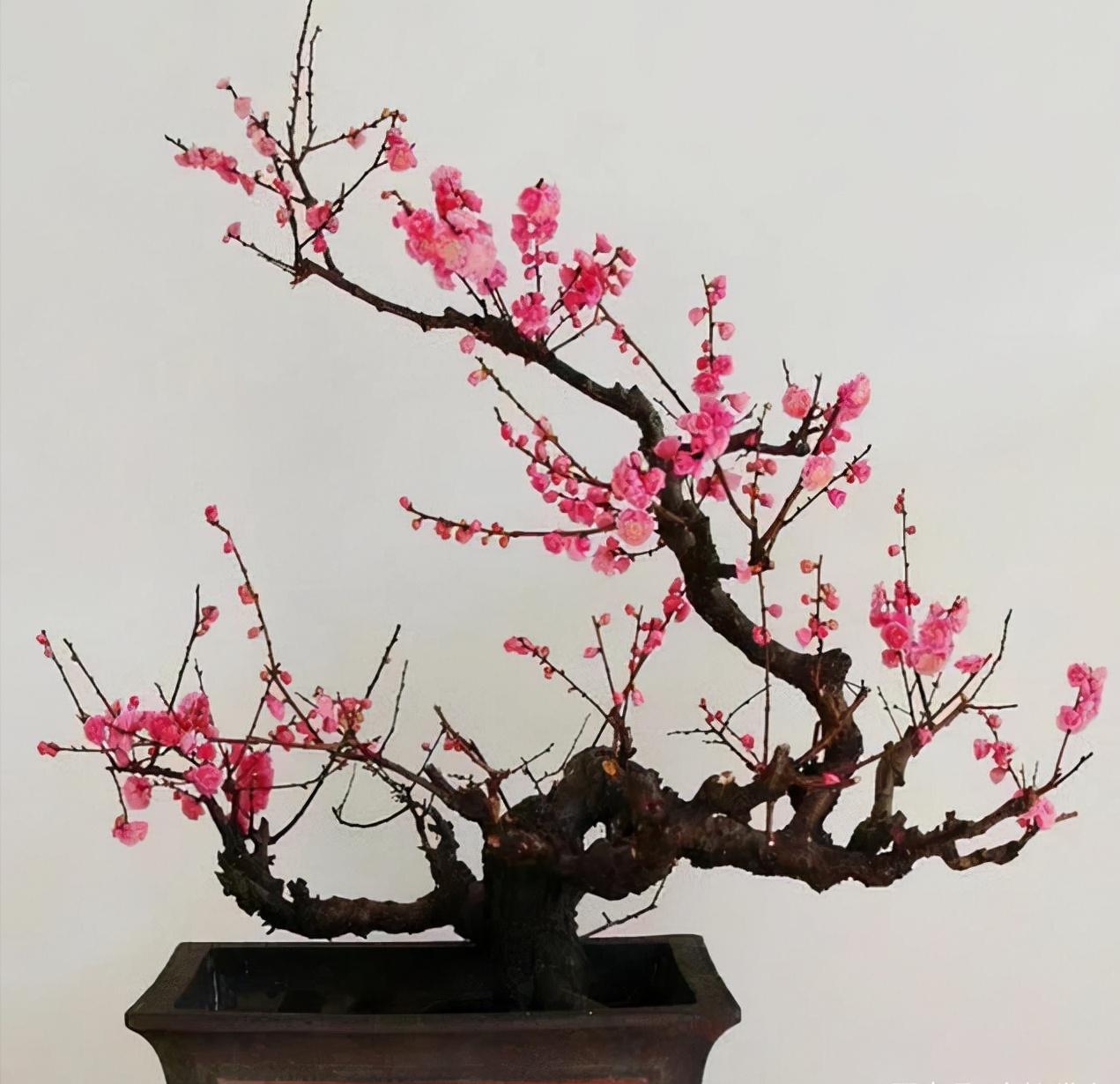 梅花的四季养护技巧