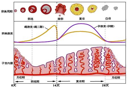 怕她不来又怕她乱来的文案,怕她不来又怕她乱来出处