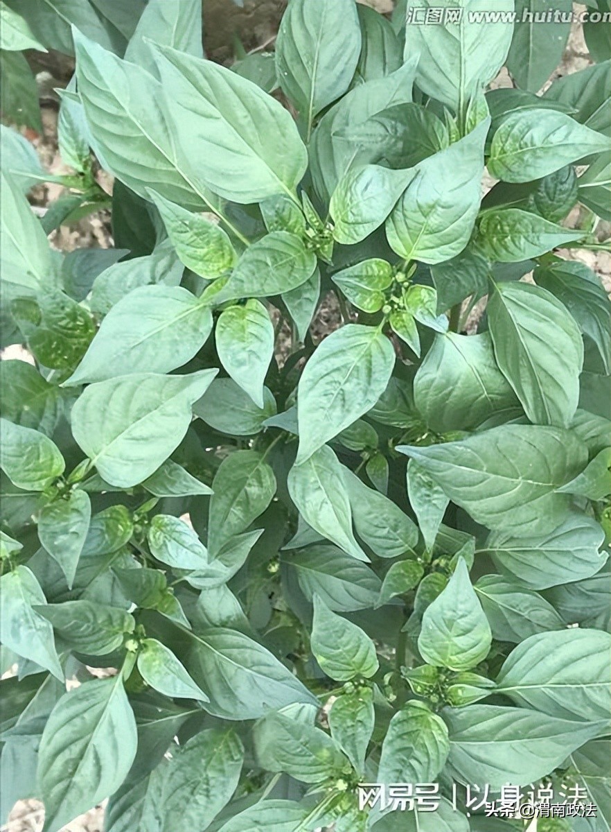 农民种羊肚菌菌种买假种子赔精光,农民买到假种子没有种怎么赔偿