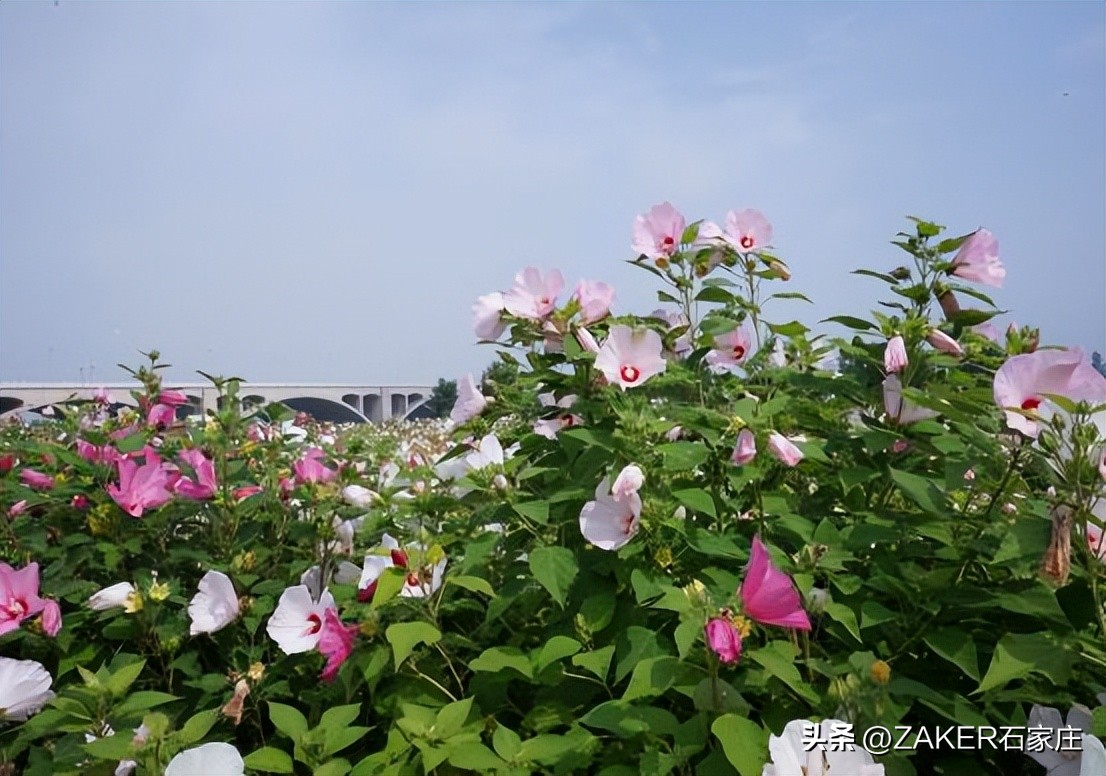 石家庄早新闻,早新闻完整内容