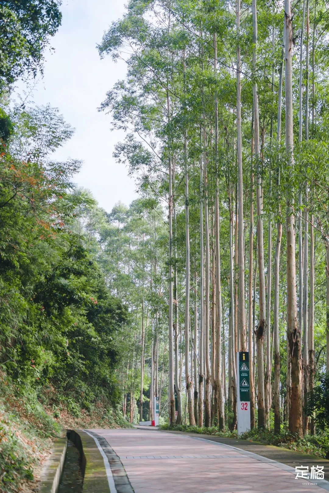 凤凰山绿道开放时间,凤凰山绿道全长多少公里