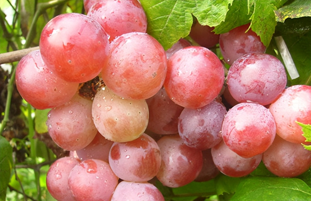 适合南方盆栽的葡萄品种,适合南方种植的葡萄品种有哪些