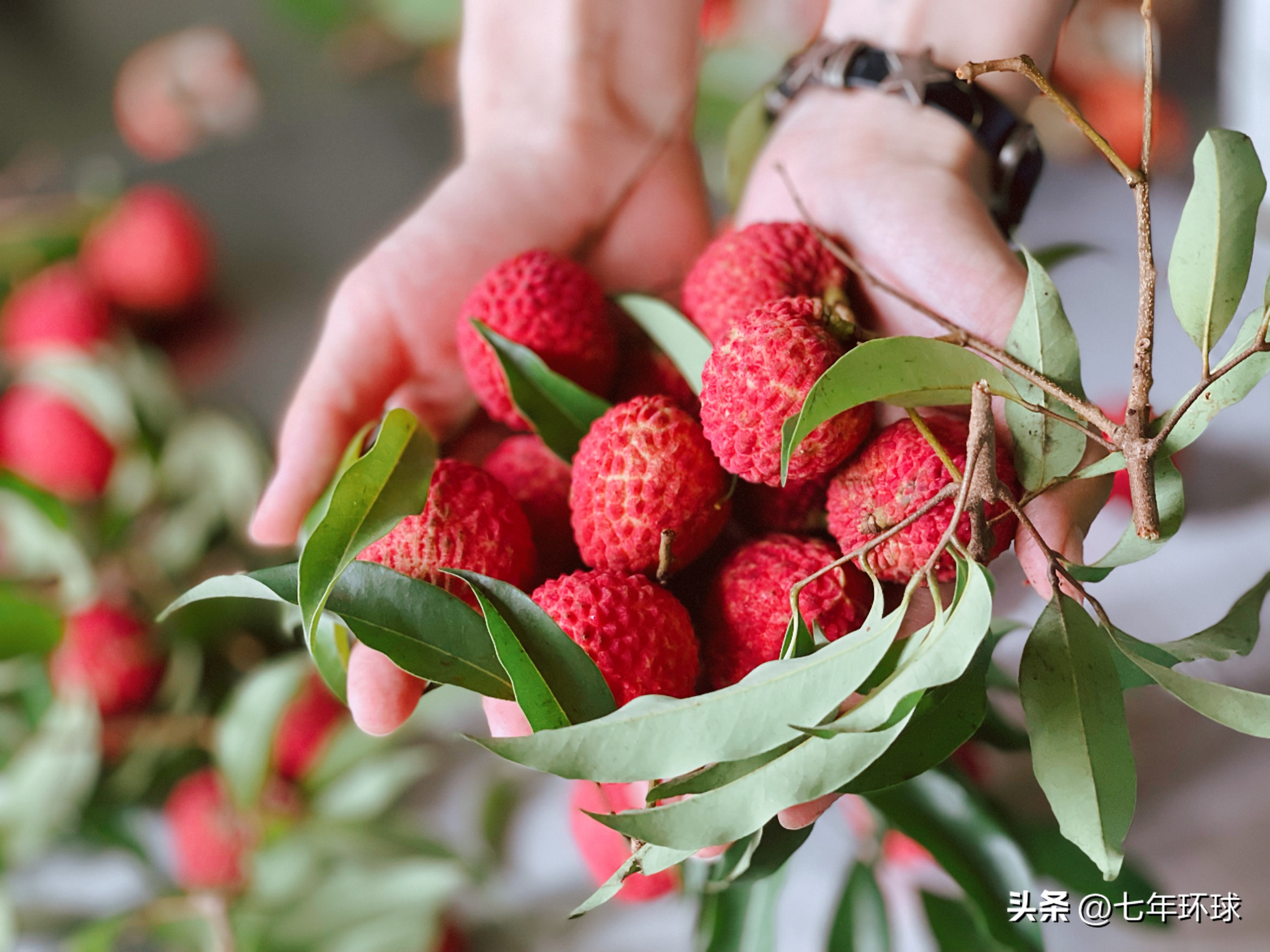 云游风物之旅｜东莞，笼罩在制造业光环下的历史文化名城