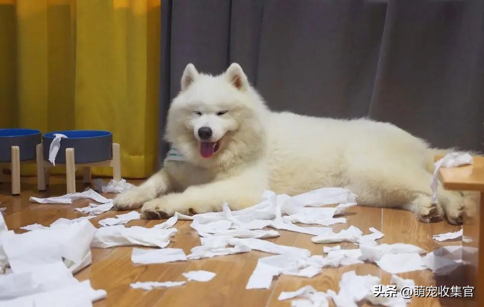 萨摩耶是哪个国家的品种？雪橇三傻的微笑天使，你会想养它吗？