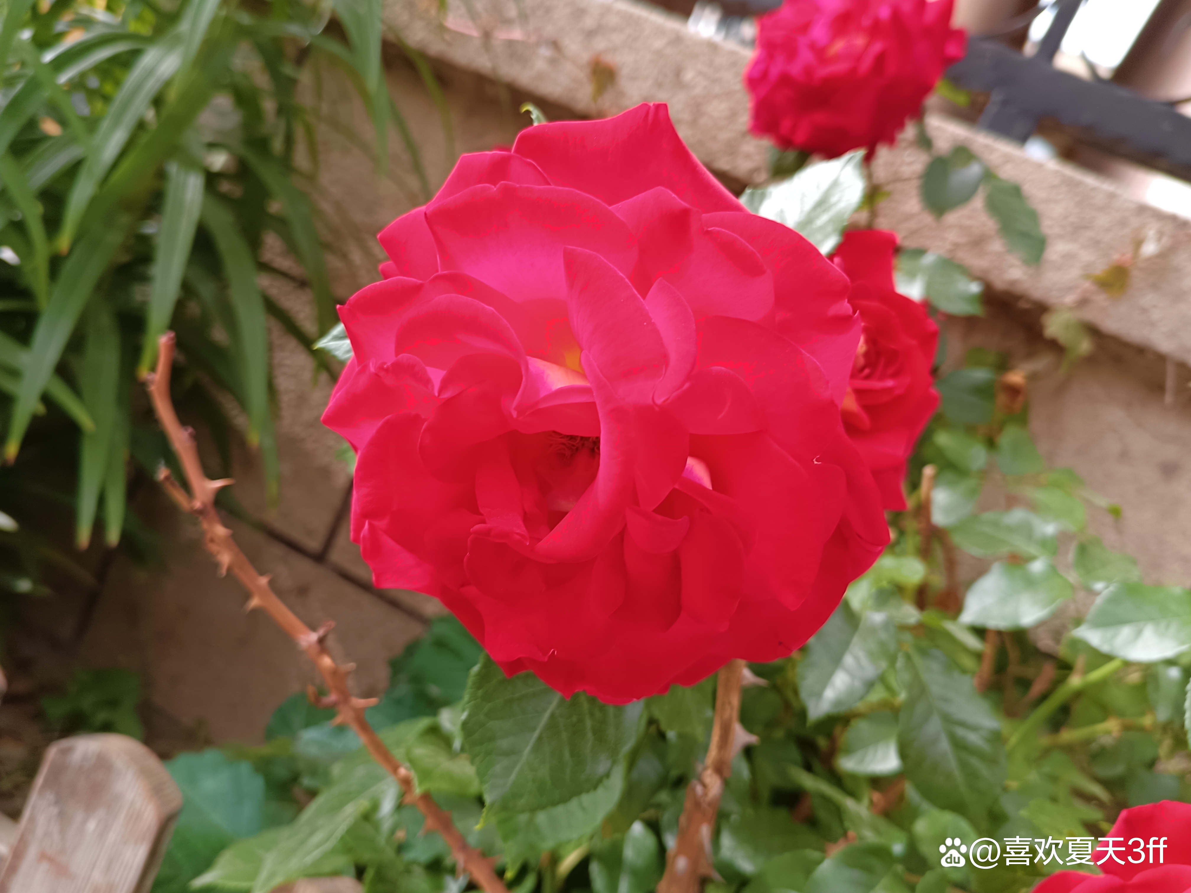 端午节快乐莲花盛开,端午节前后插花容易活吗