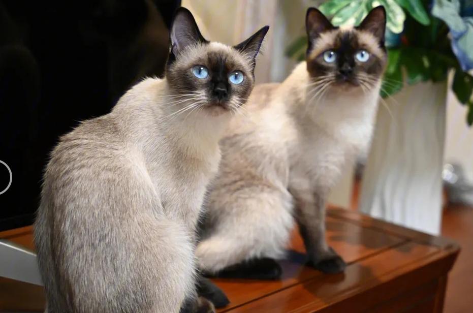 防猫猫掉毛,如何防止宠物猫掉毛