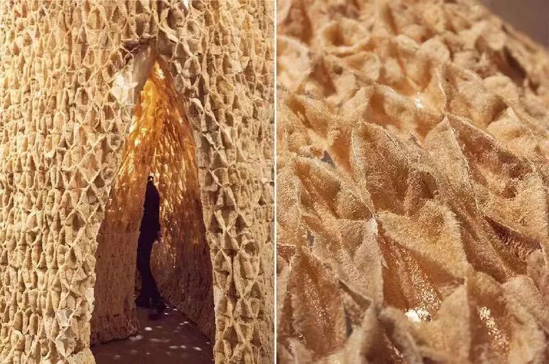 未之头条：重新认识霉菌，它除了变牛排还能盖房子