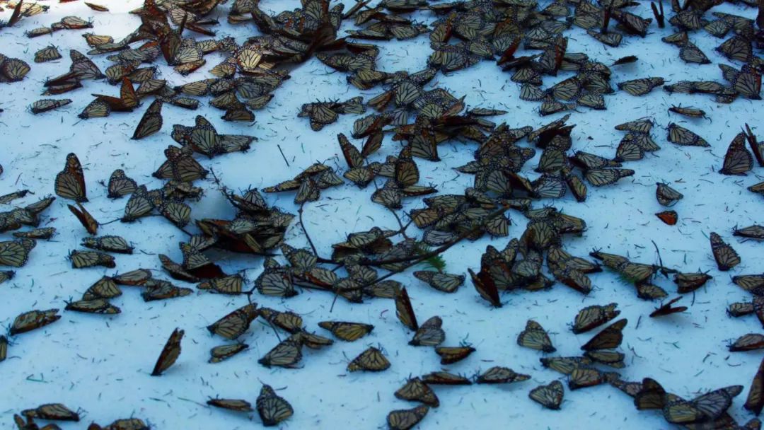 原来它们也有“性丑闻”,这片看完让我大开眼界