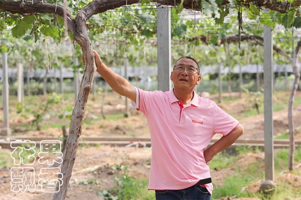 一个葡萄新品种，独家经营，先交3000元一亩的保护费，你干不干？