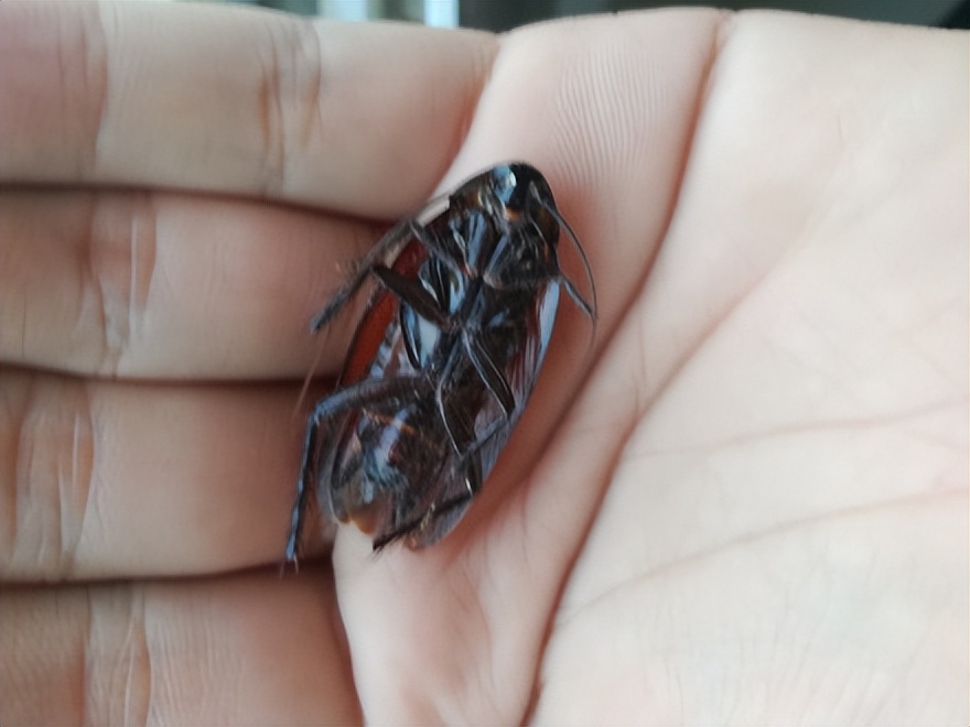 幼儿园食堂现多只活蟑螂,长沙一幼儿园厨房蟑螂