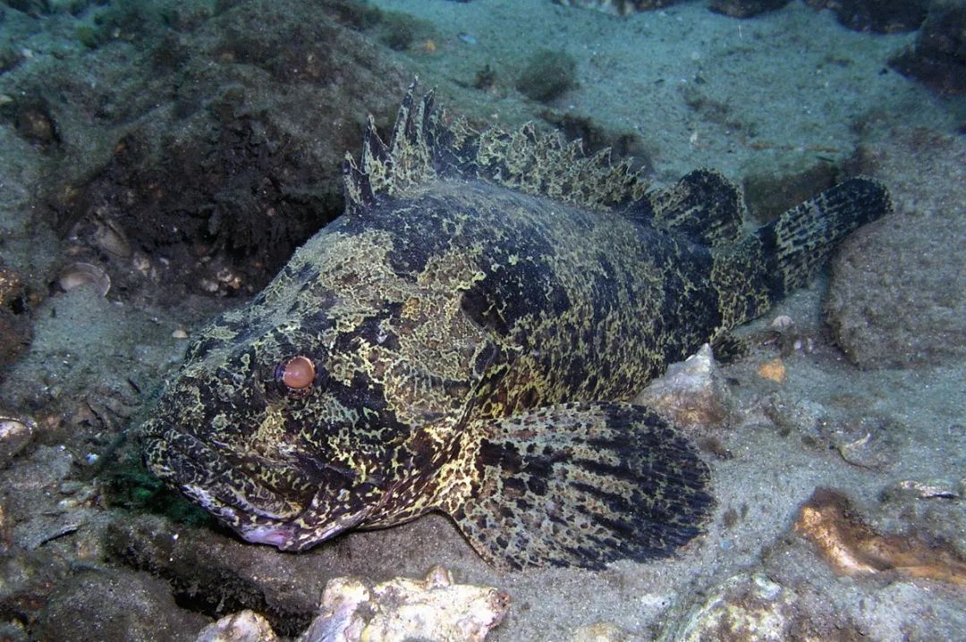 被毒的动物咬了会发生什么,亲身体验被有毒的动物咬