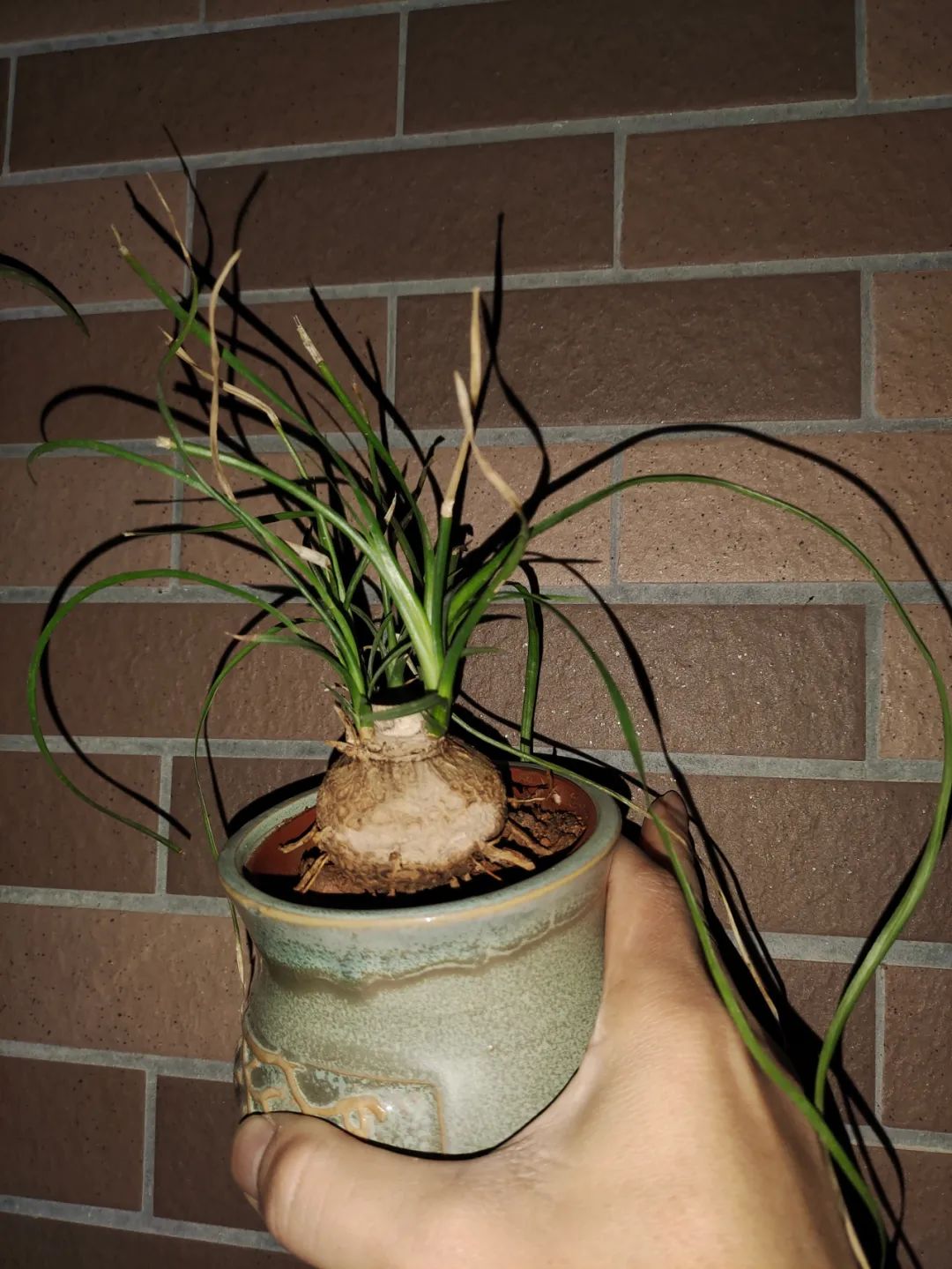 养花好物神器,花友必备神器