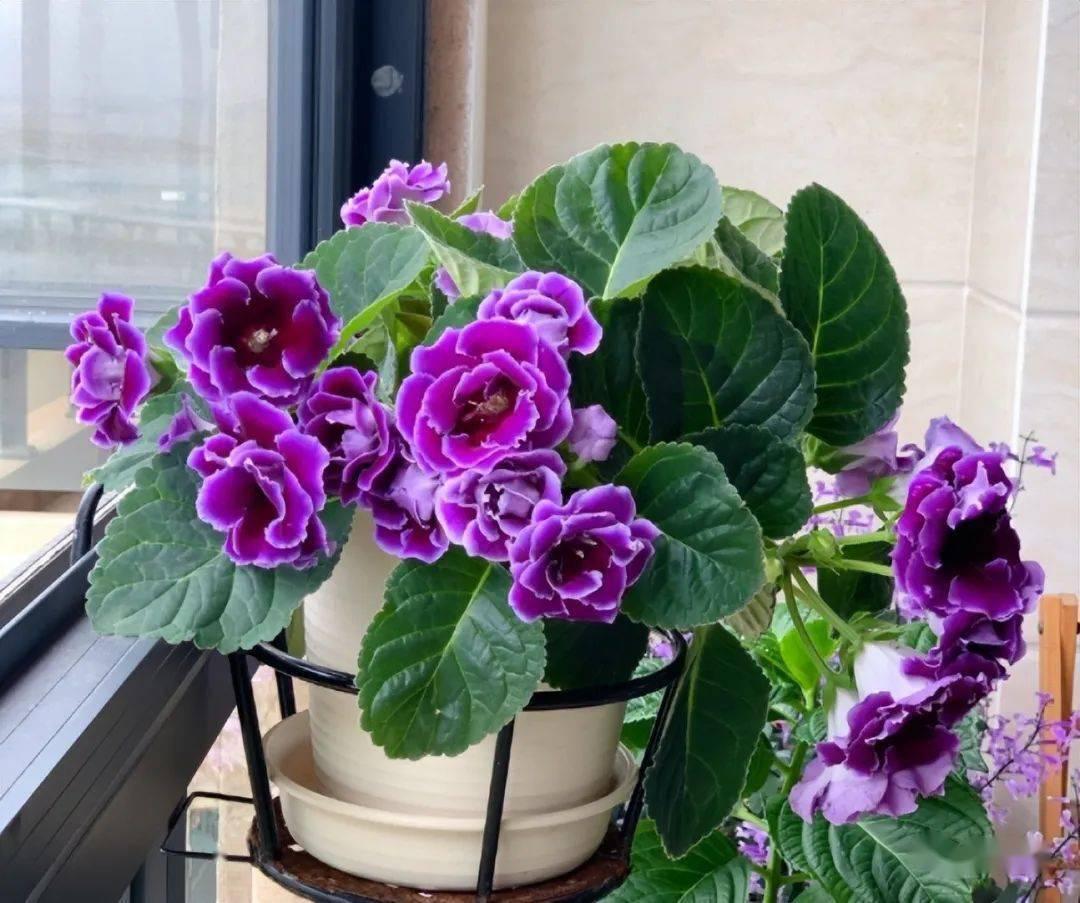 家里光线差就养这几种花,什么花散射光就可以养好