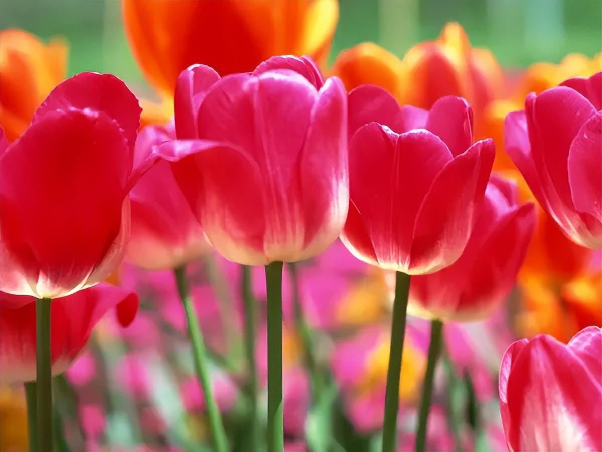 送花各种花代表的意义,给女朋友送花选什么样子的花