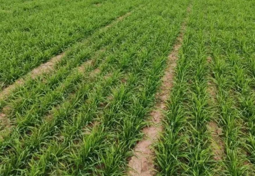 王志芳：春风又绿汶河畔