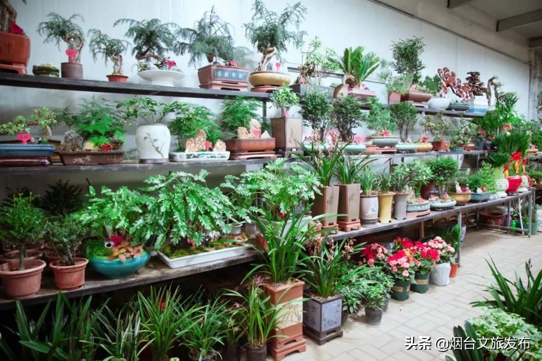 烟台祥和花鸟市场,烟台花鸟市场