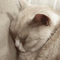 母猫没有怀孕流血是怎么回事,母猫有生理期流血吗