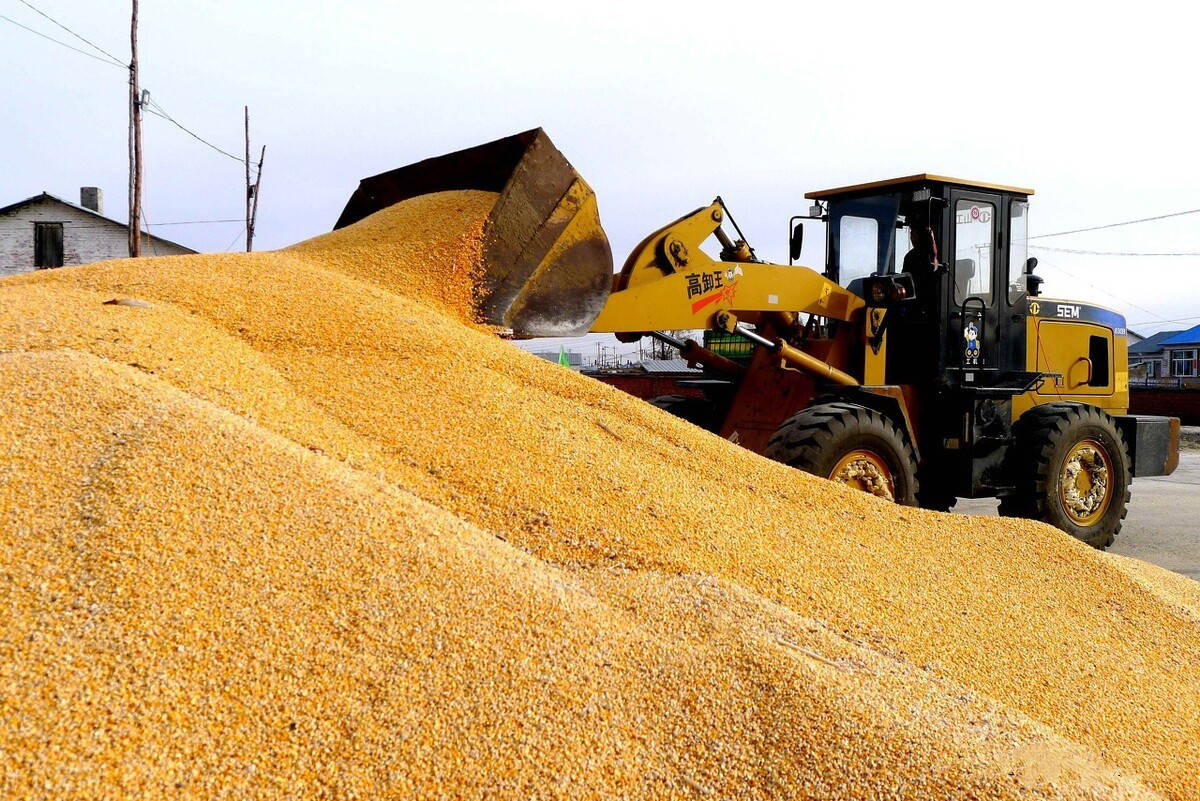 全国玉米最新卖粮进度,2023年小麦和玉米价格高还是低