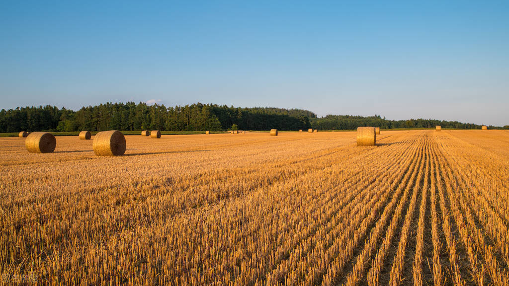 粮食补贴款没到账该找谁要,粮食补贴没到账怎么办