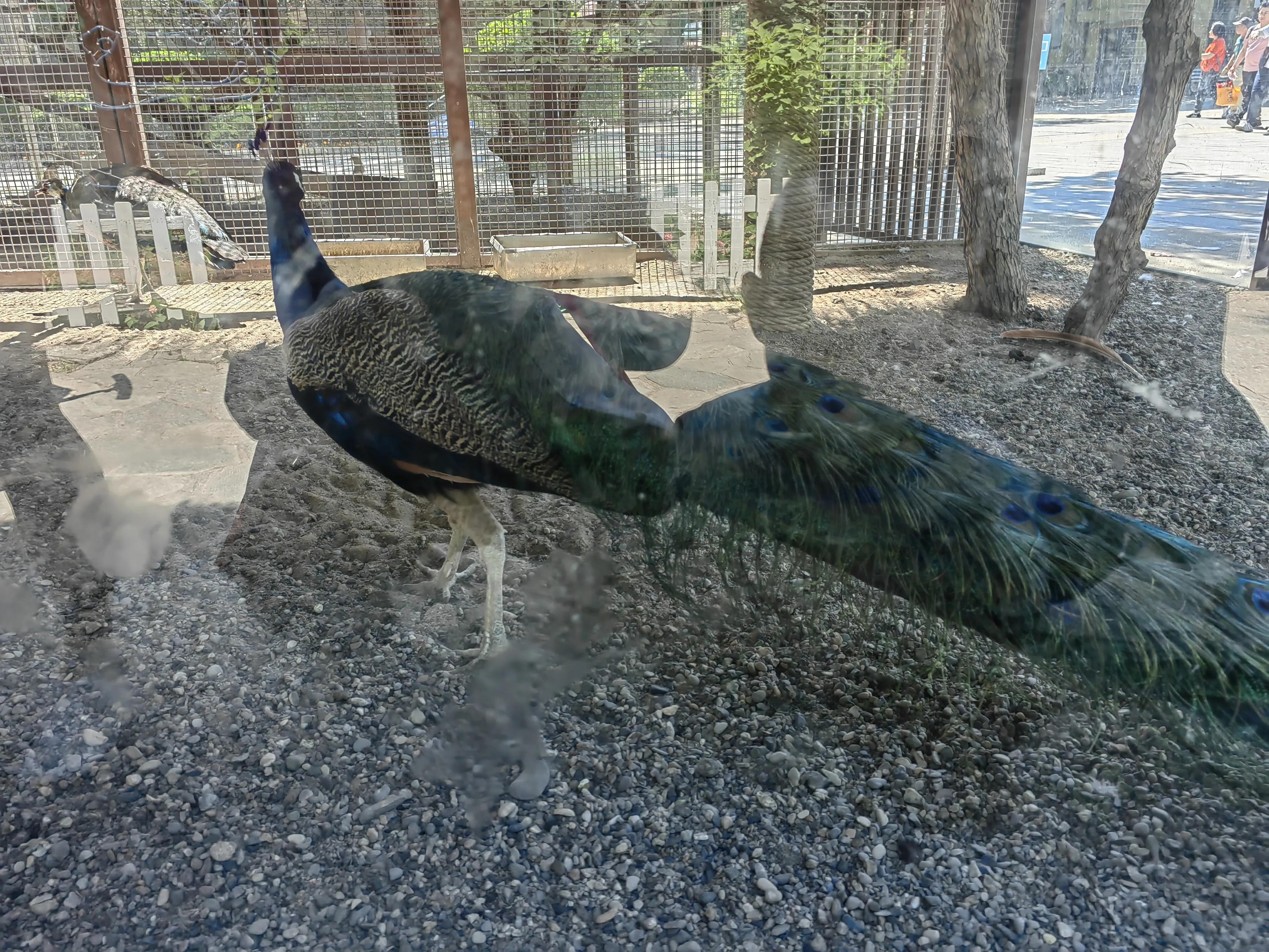 北京南宫五洲植物乐园测评,北京南宫五洲植物乐园视频