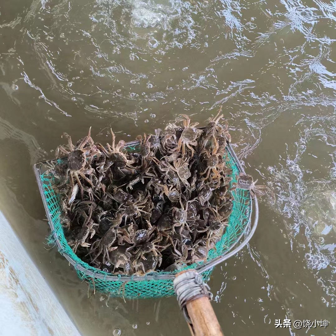饶小坤养蟹技巧,饶小坤养蟹视频大全