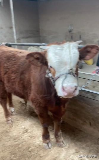 养牛中牛病怎么看,养牛人须知牛腹泻知识