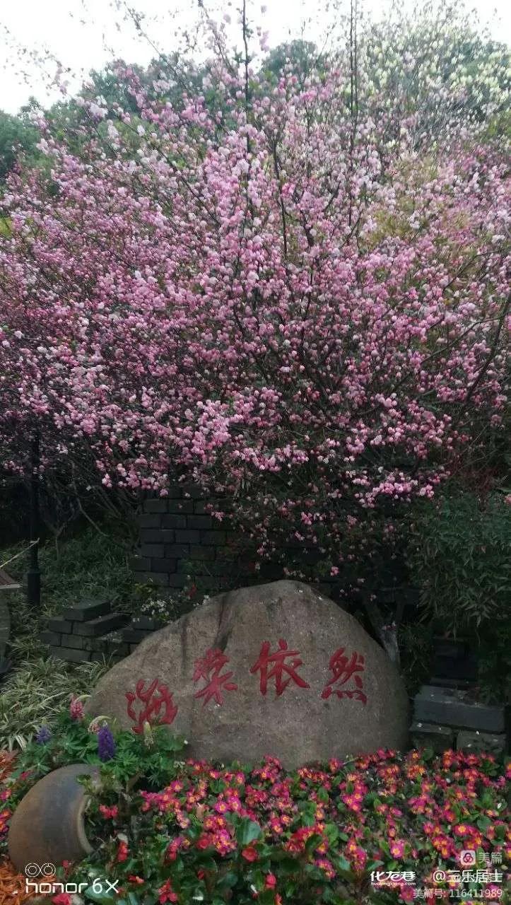 红花檵木的历史故事,白花檵木