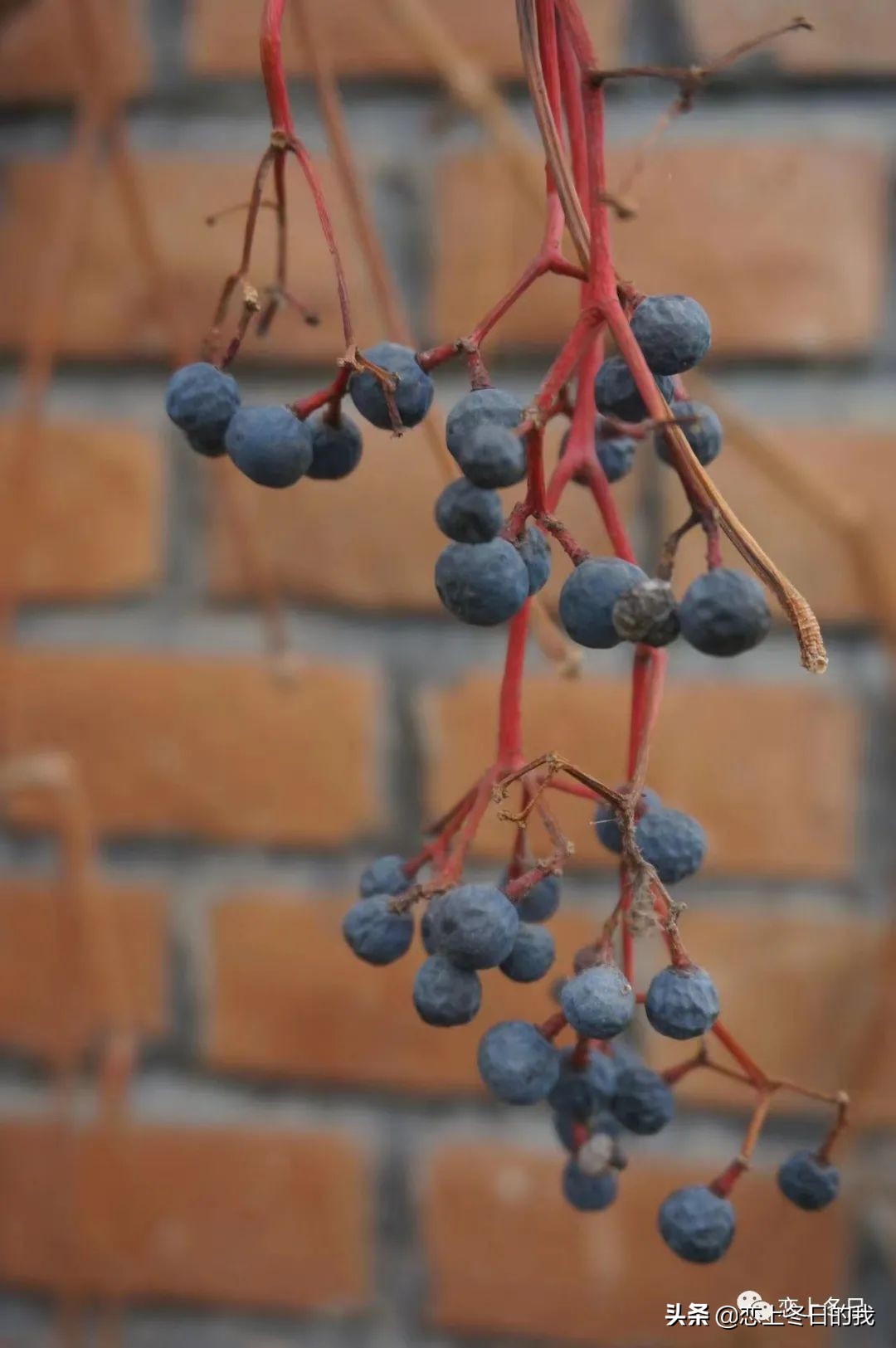 我的故事：12月的生活小记