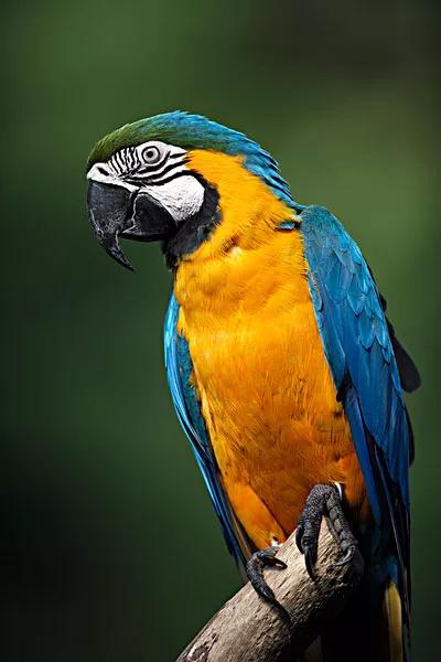 分享图片—五彩金刚鹦鹉