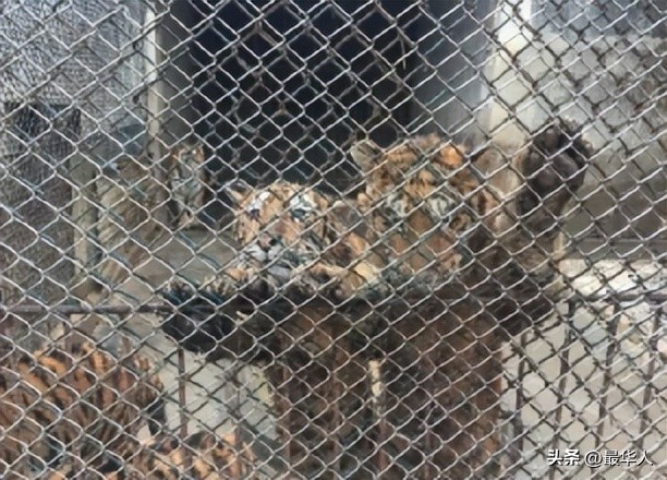 泰国寺庙老虎真实事件,泰国老虎庙事件