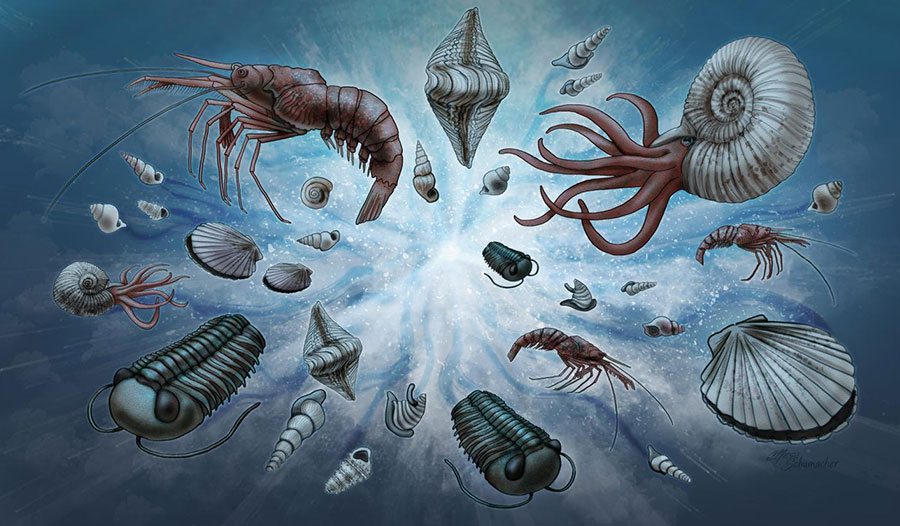 5亿多年前的“四不像”麒麟虾,为什么成为了进化论的又一实锤