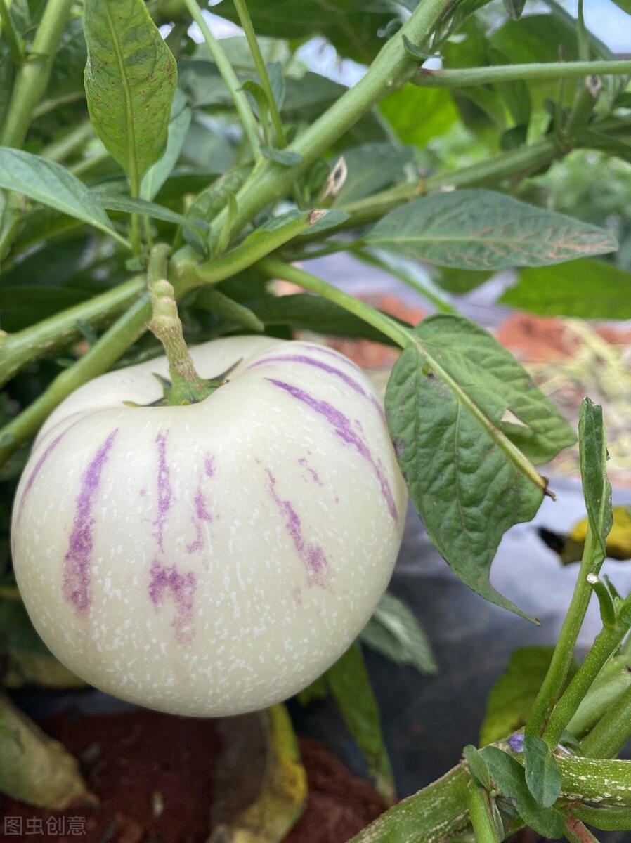 冬季阳台可以种的水果,北方阳台适合种的水果