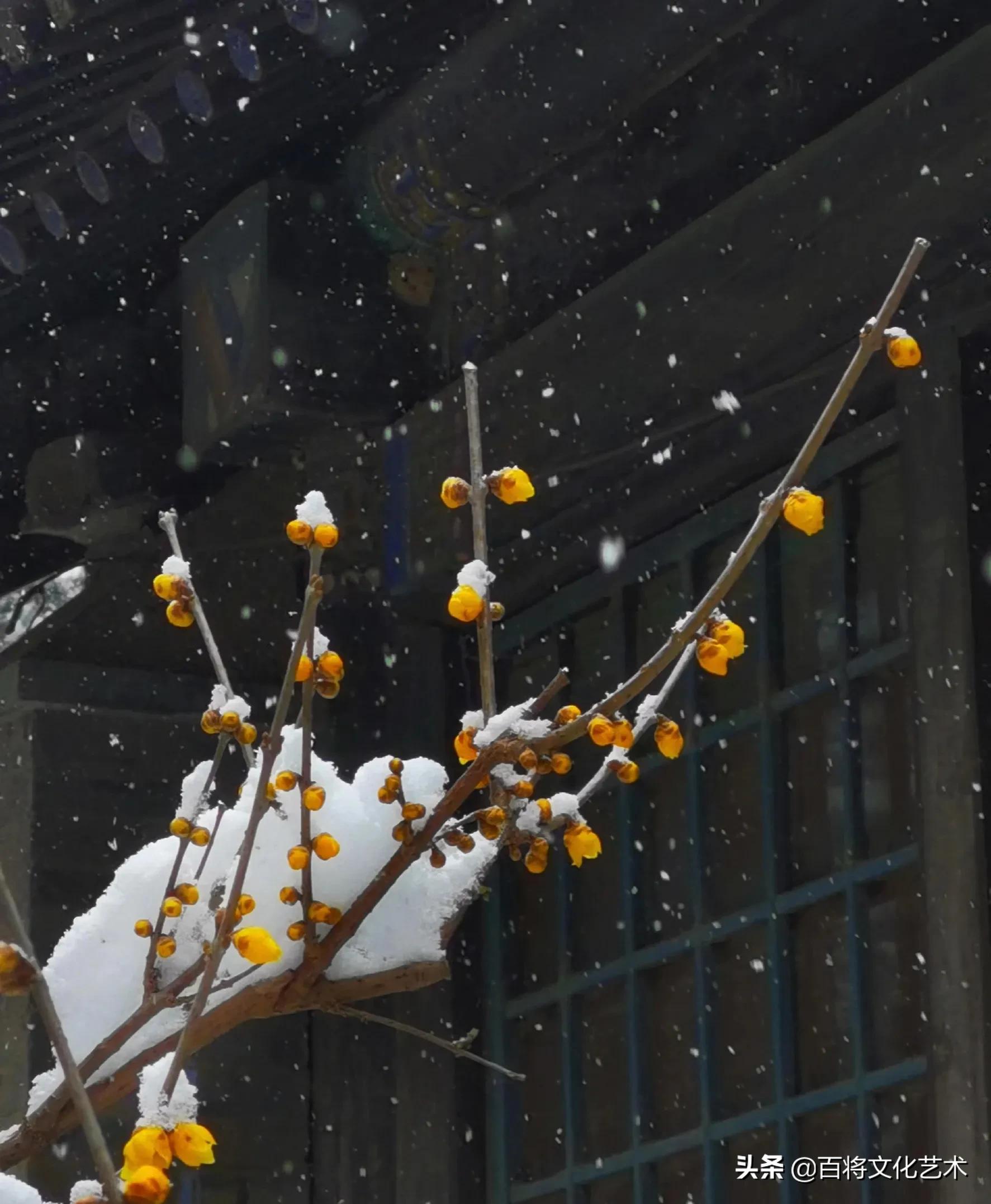 「百将文化」枝横碧玉天然瘦，恋破黄金分外香