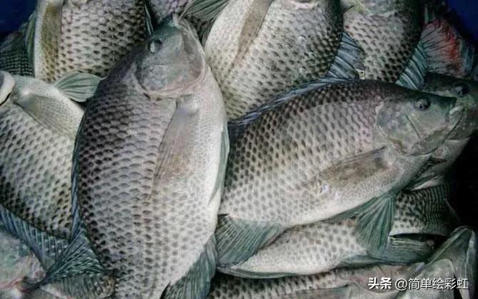 罗非鱼到底有多可怕,罗非鱼究竟有多可怕