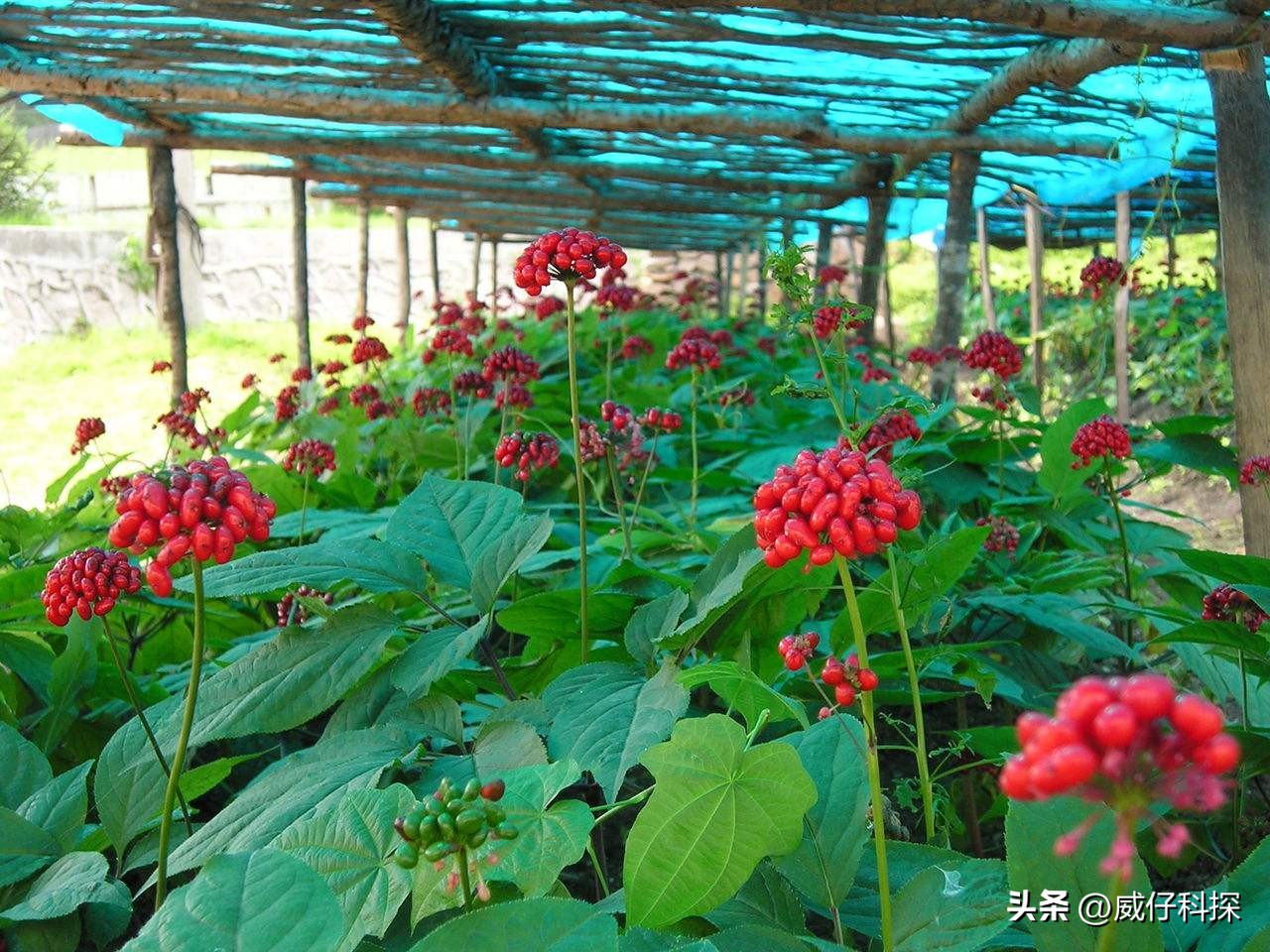 2020年农业最挣钱的商机,2023年在农村创业搞什么会赚钱