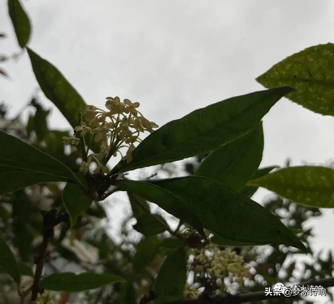 还是金山小区好哇！美丽舒适，闹中取静